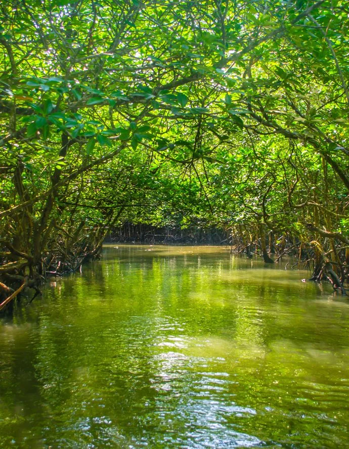 Limestone caves and mangroves at Baratang Island – adventurous places to visit in Andaman