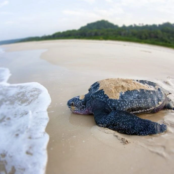 Bharatpur Beach tour package by trusted travel agency in Andaman
